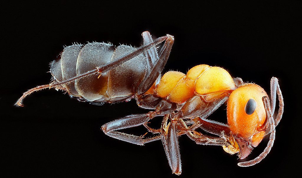 Ant Control service in Fort Collins, CO