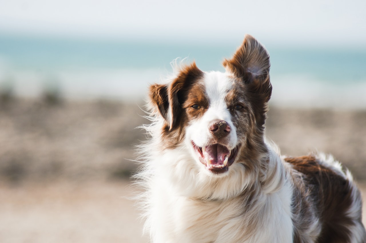 Flea & Tick Control service in Fort Collins, CO