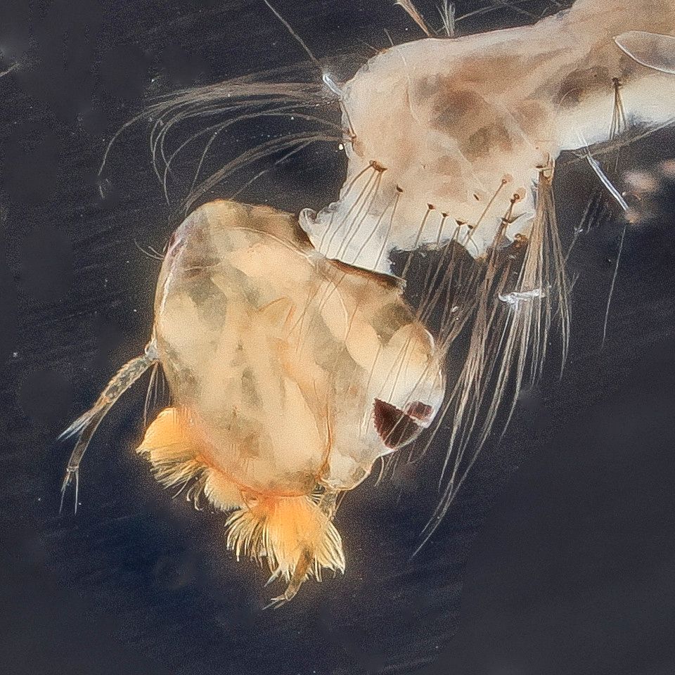 Mosquito Control service in Fort Collins, CO