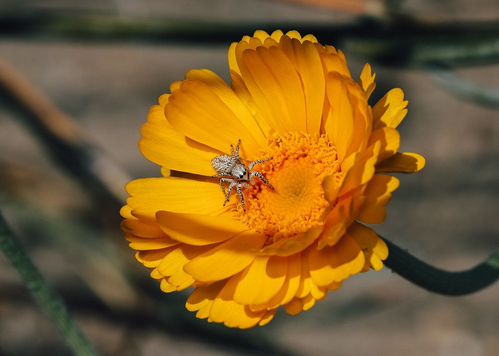 Spider Control service in Fort Collins, CO